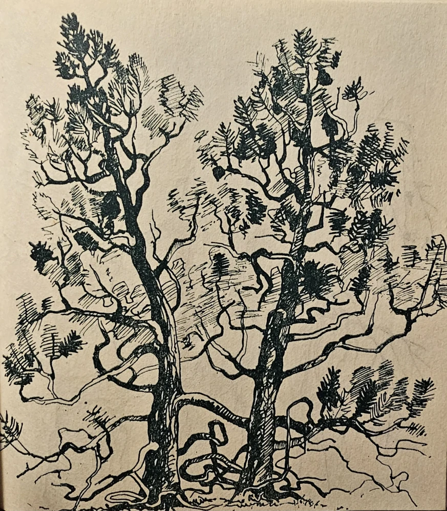 Stopy túlavej zveri