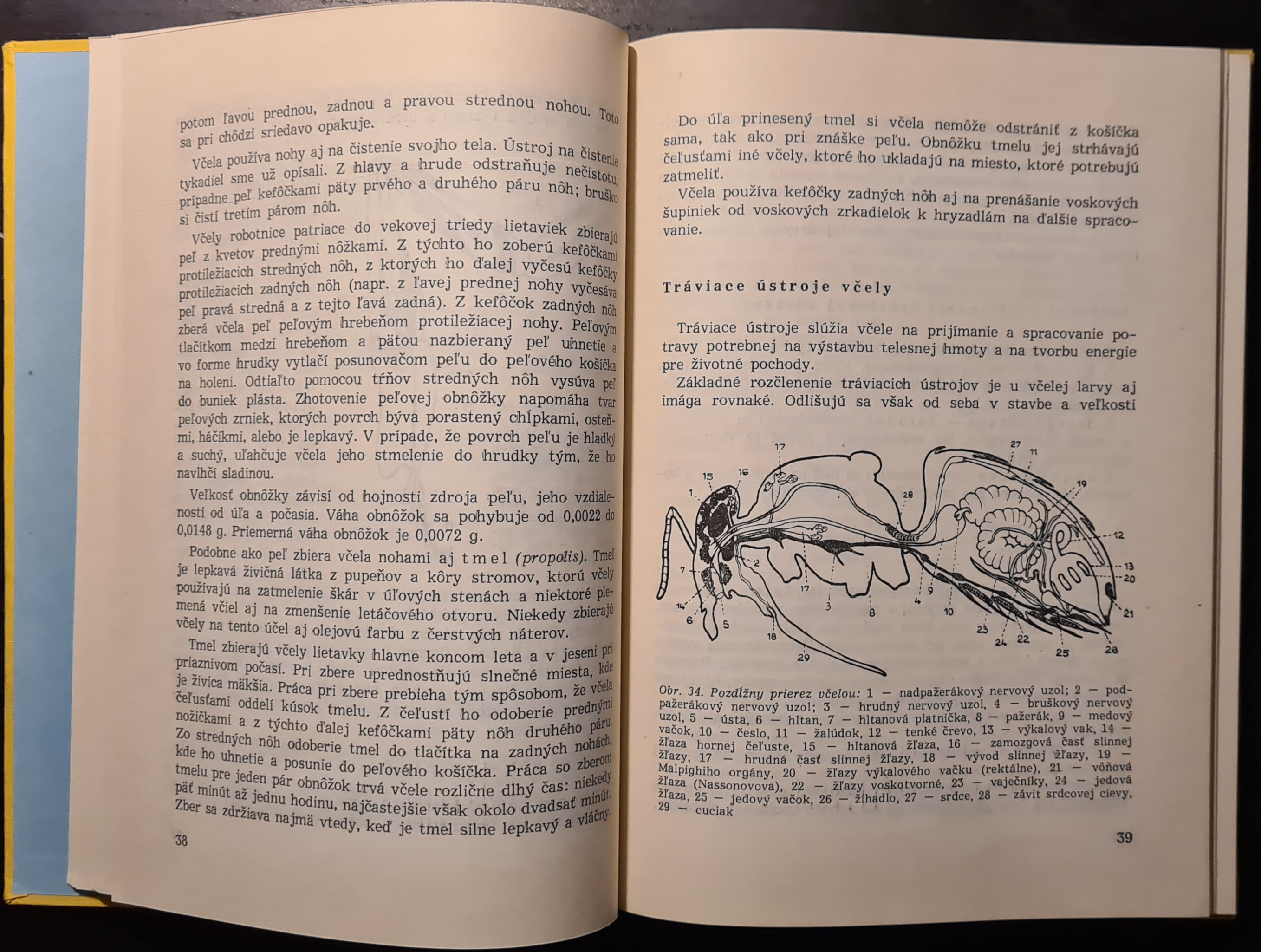 Anatómia a fyziológia včely medonosnej