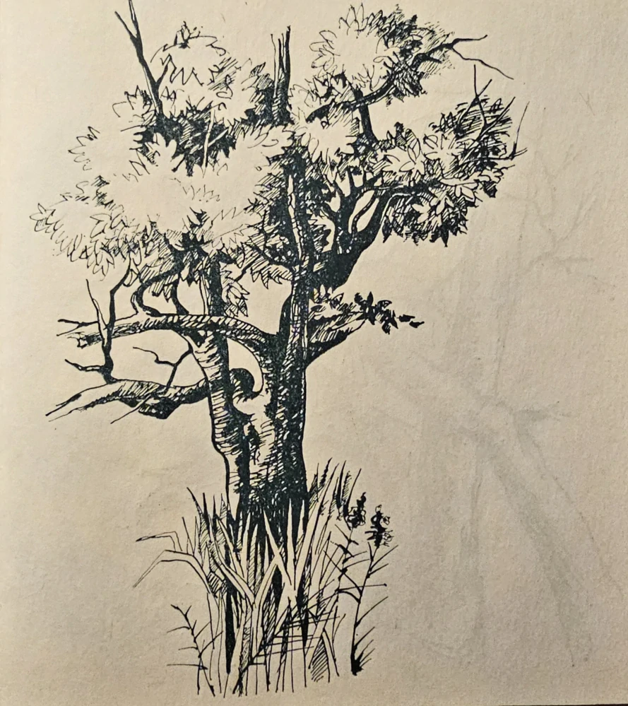 Stopy túlavej zveri