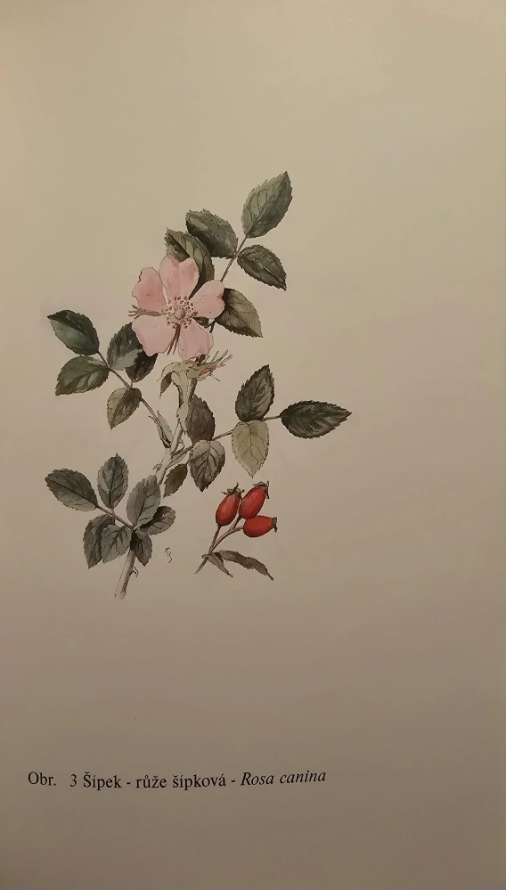 Afrodisiaka (Dary bohyně lásky)